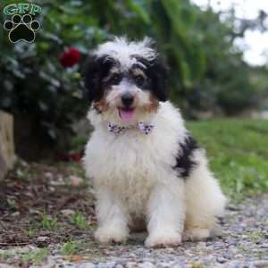 Tundra, Mini Bernedoodle Puppy